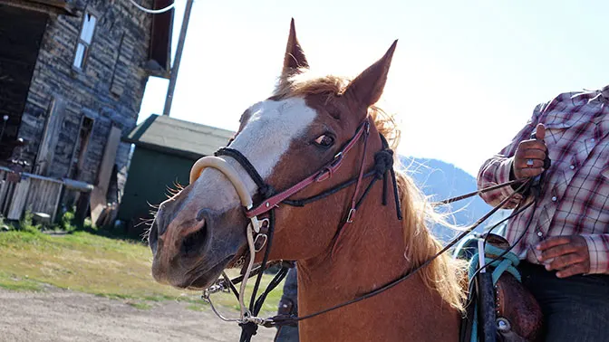 Yellowstone Day 4 Diamond P Ranch Horse Rides
