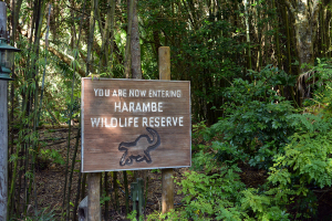 Details for Kilimanjaro Safaris after dark