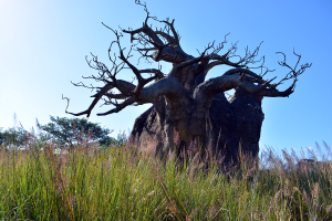 Walt Disney World, Animal Kingdom, Kilimanjaro Safaris