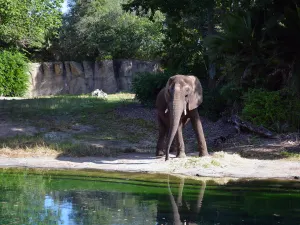 Walt Disney World, Animal Kingdom, Kilimajaro Safaris