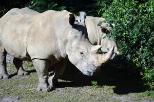 Walt Disney World, Animal Kingdom, Christmas 2013, White Rhino