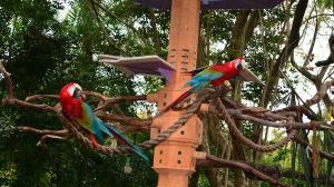 Walt Disney World, Animal Kingdom, Character Changes, January 2014, Macaws