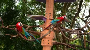 Walt Disney World, Animal Kingdom, Character Changes, January 2014, Macaws