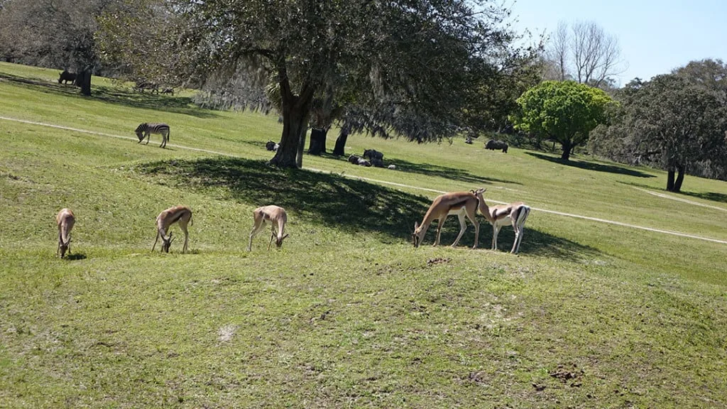 Busch Gardens Food and Wine (506)