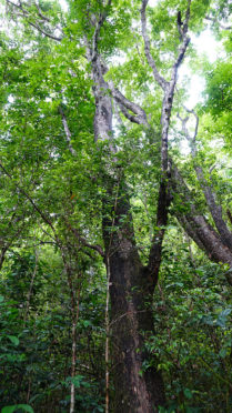 Tortola Forest and Beach Port Adventure from the Disney Fantasy ...