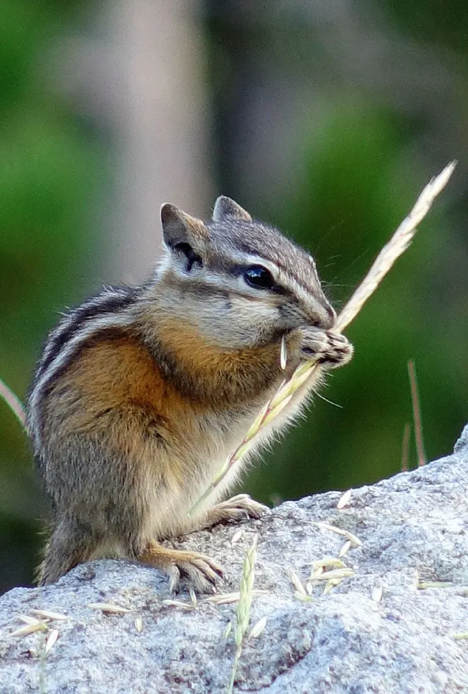 Yellowstone Day 5 Chipmunk