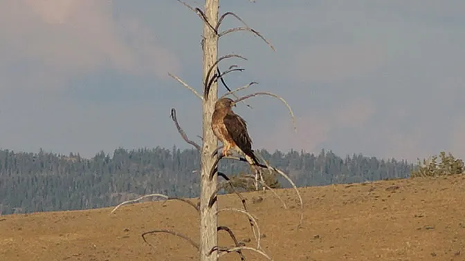 Yellowstone Day 5 Godlen Eagle