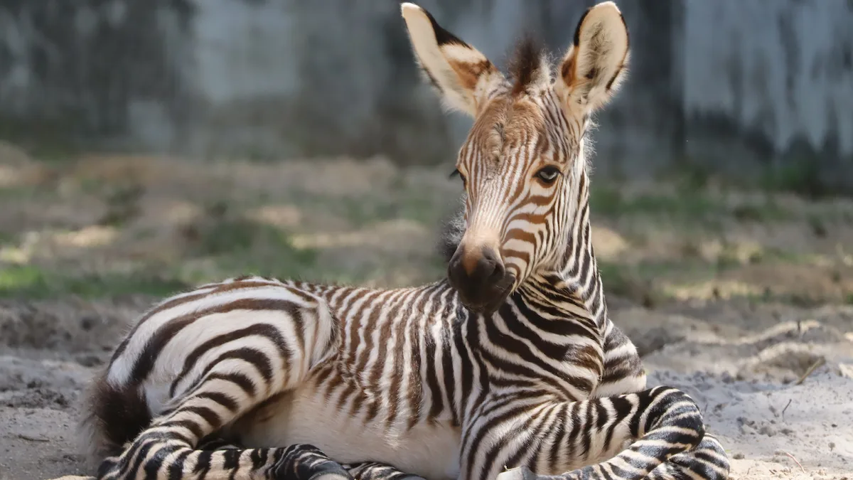 New Baby Zebra