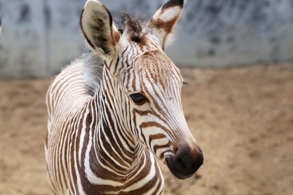 picture of Baby Hartman's Zebra