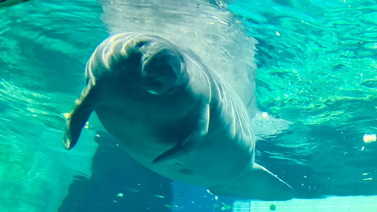 Epcot Manatee