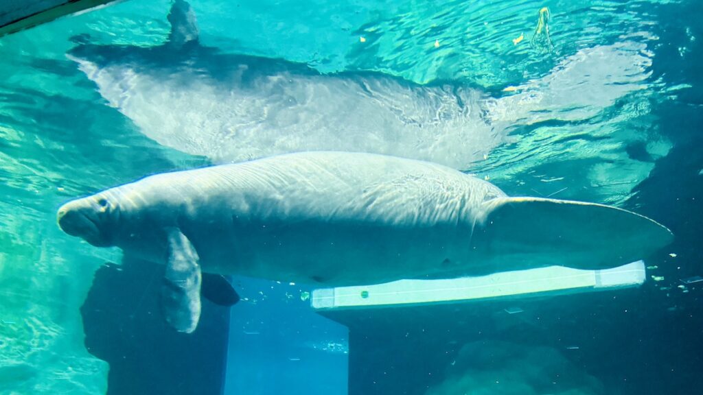 New Manatee Epcot