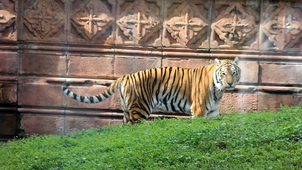 Tiger picture disney world animal kingdom