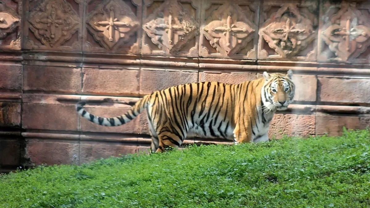 Tiger picture disney world animal kingdom