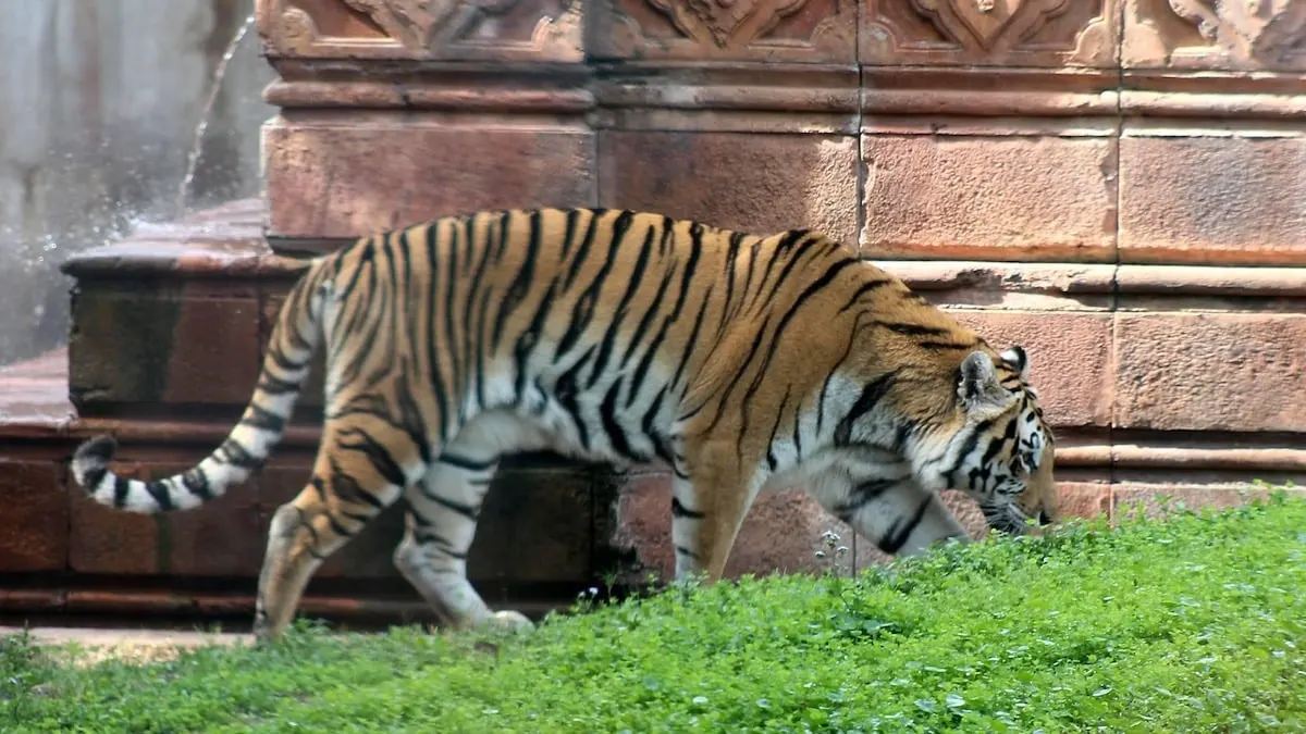 Tiger in Walt Disney World