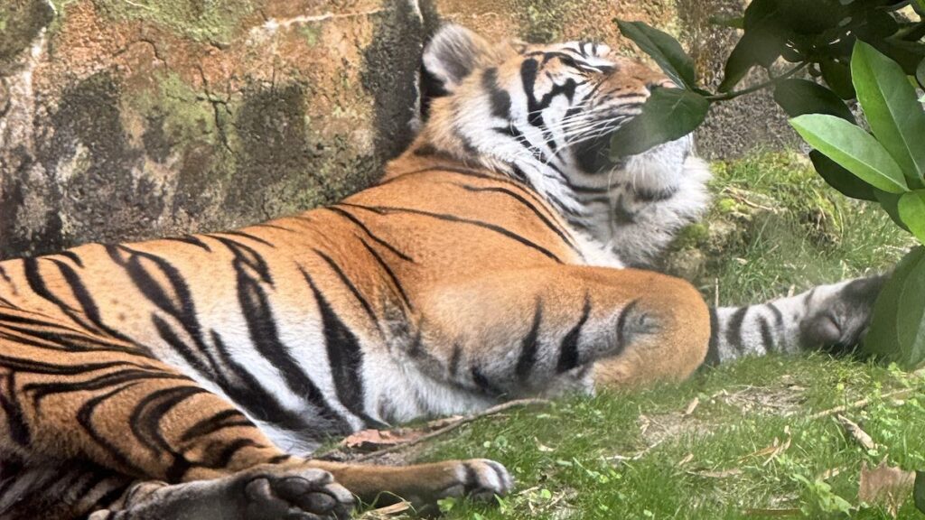 Sleeping tiger disney world picture