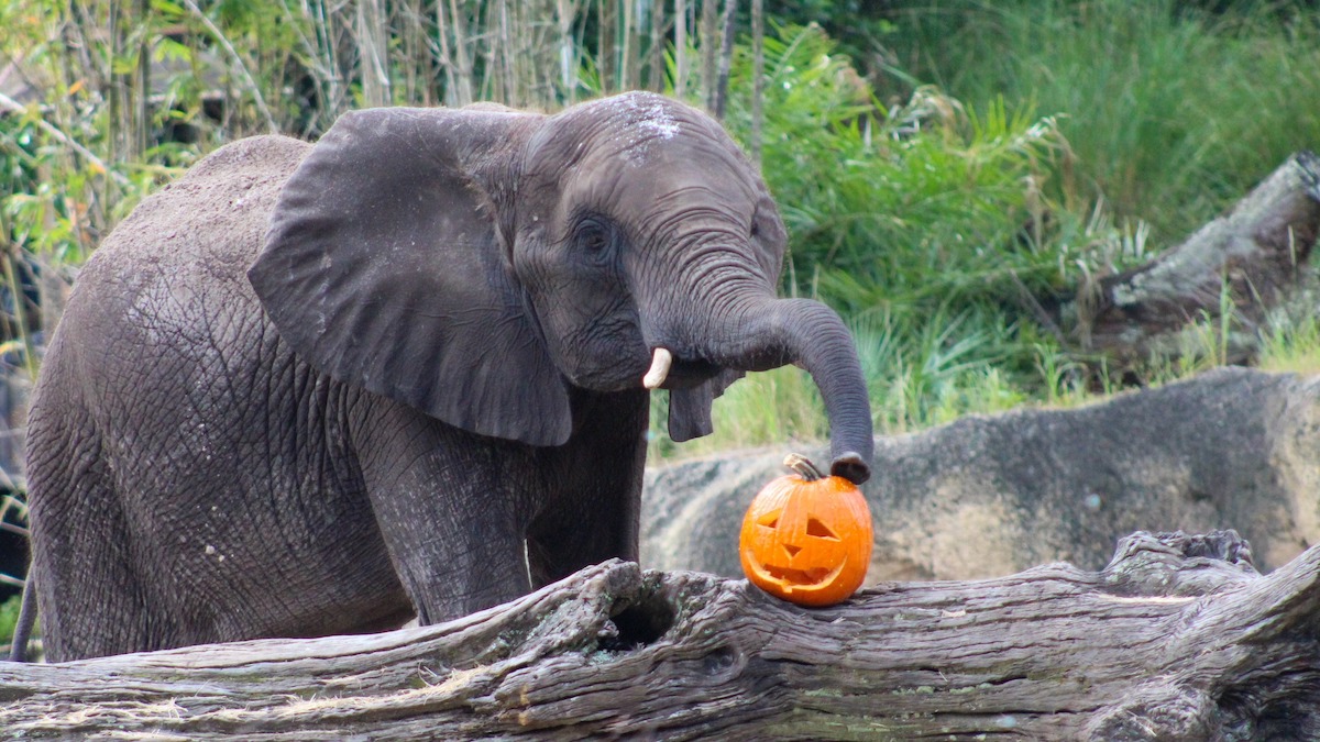 Disney baby elephant halloween