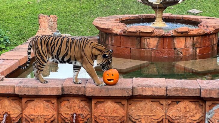 Happy Halloween From Your Favorite Disney World Animals