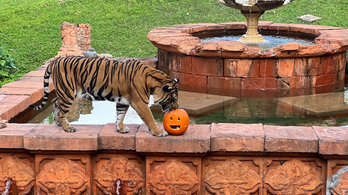 Happy Halloween From Your Favorite Disney World Animals