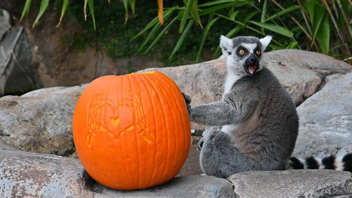 Disney Lemur pumpkin