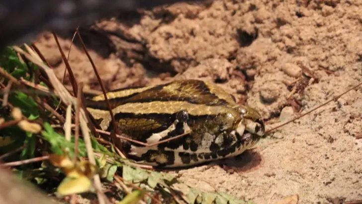 An Invasive Snake Species has Slithered into Disney World