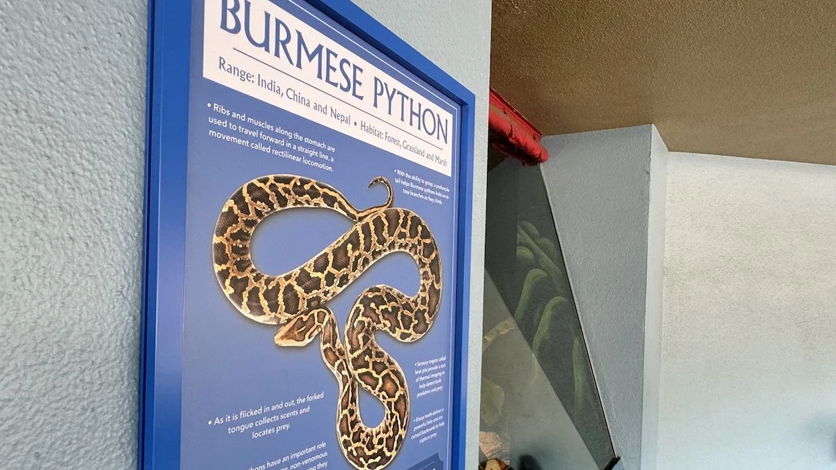 Burmese Python Exhibit Disney World