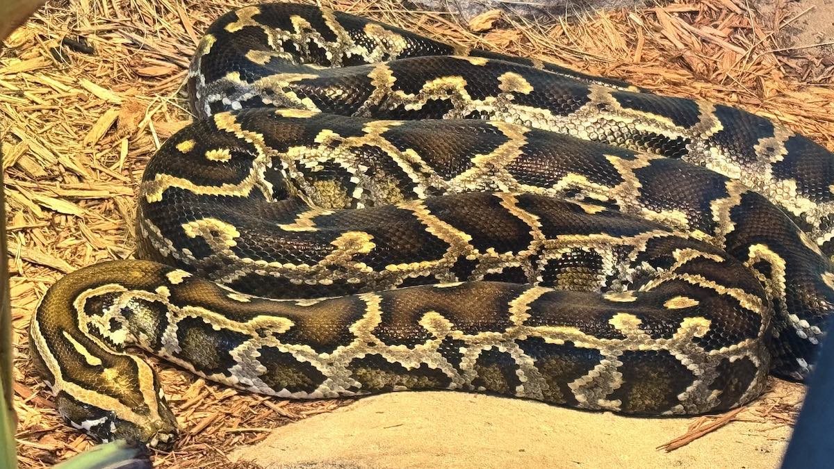 Burmese Python in Disney World