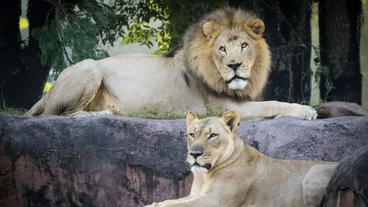 Two Lions Retire at Disney's Animal Kingdom