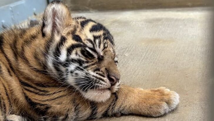 How to See Disney’s New Baby Tiger Live from Home