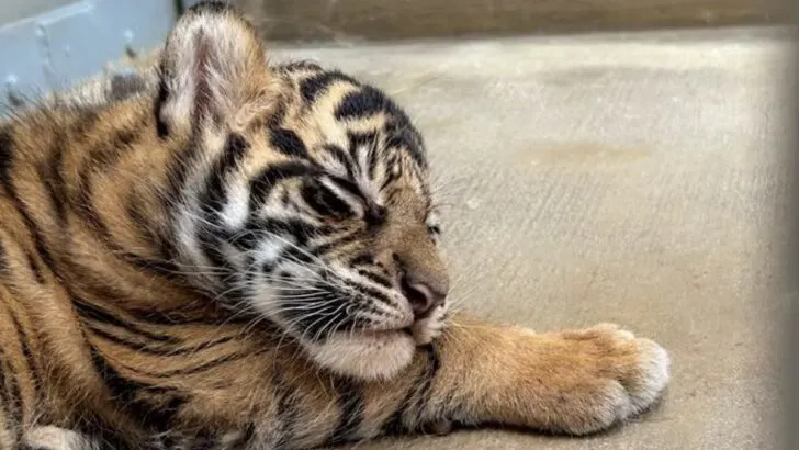 How to See Disney's New Baby Tiger Live from Home