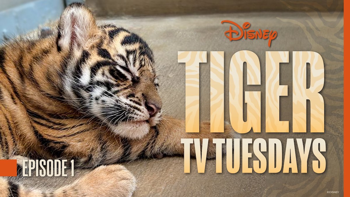 How to watch baby tiger at Disney