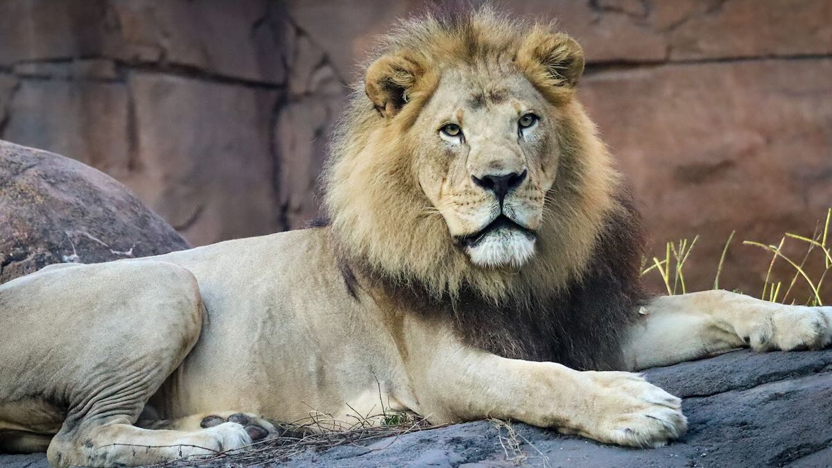 animal kingdom lion