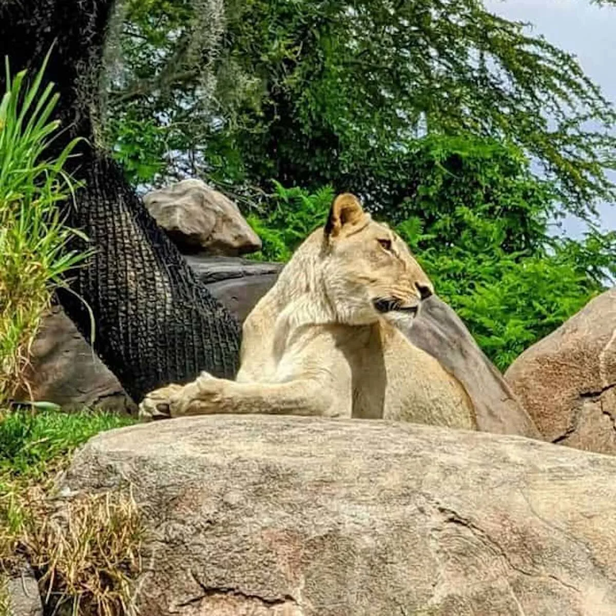 animal-kingdom-safari-lion