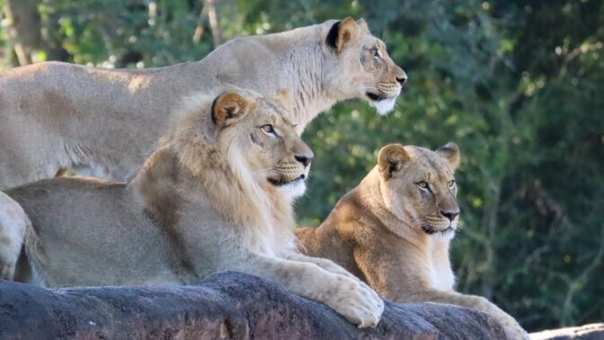 New Lions Have Arrived at Animal Kingdom