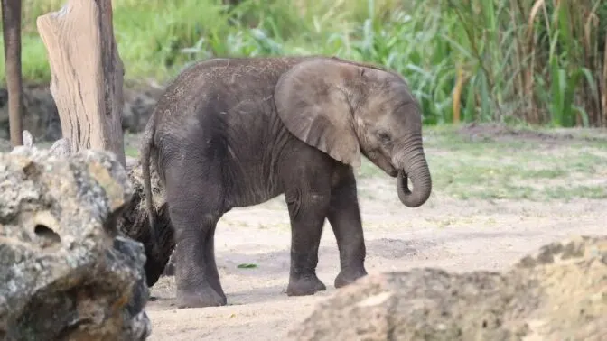 This Disney Animal Celebrates Her First Birthday