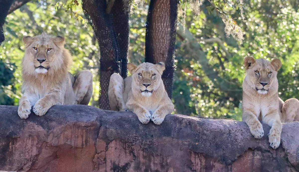 New Lions Have Arrived at Animal Kingdom