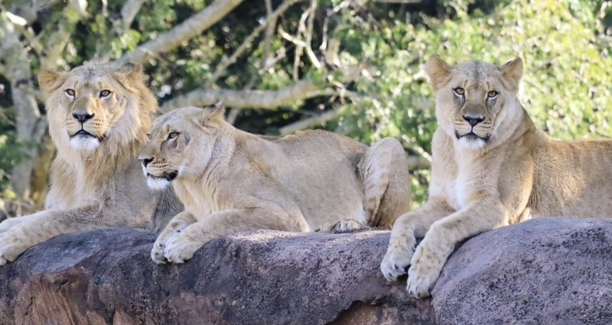 New Lions Have Arrived at Animal Kingdom