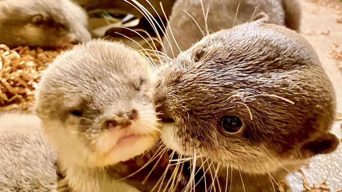 Adorable Baby Otters have Arrived in Disney World