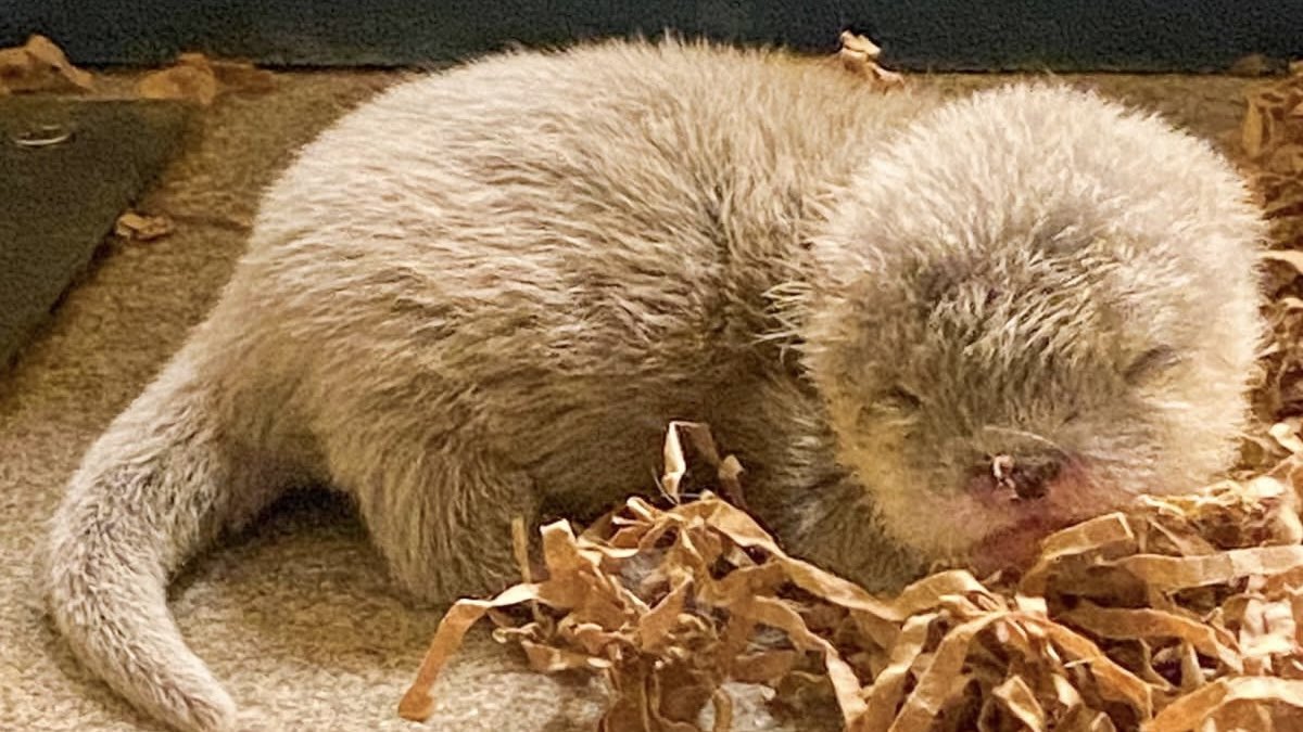 Baby Otter Disney World