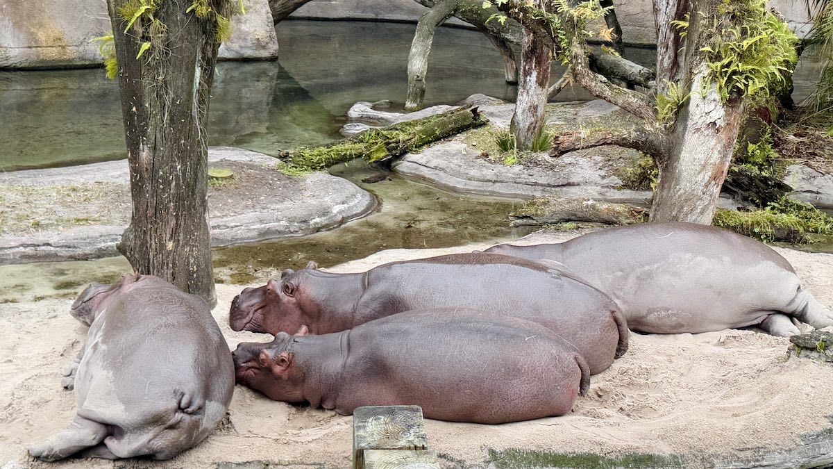 Disney World Hippos Picture