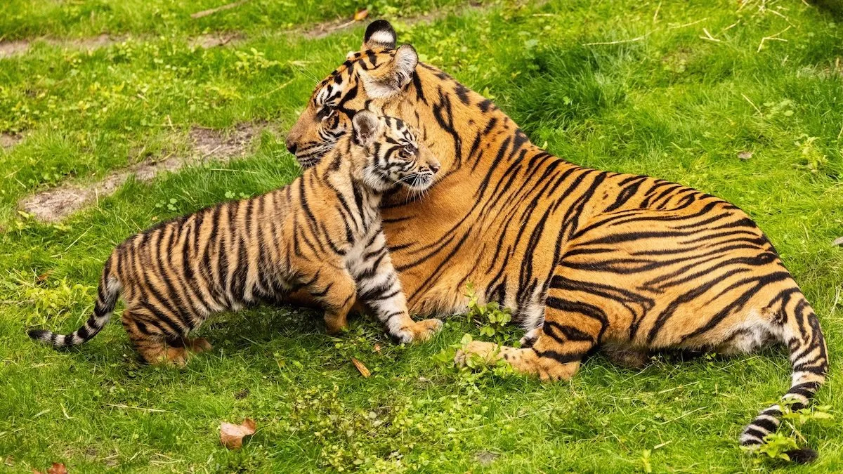 See the baby tiger Disney World