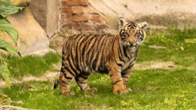 Now you can Meet Disney World’s New Tiger Cub