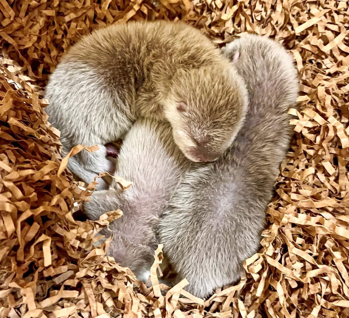 Where to see baby otters