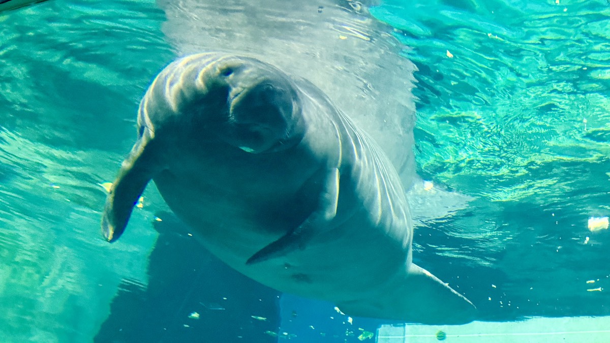 The Beautiful Manatees Have Quietly Vanished from EPCOT