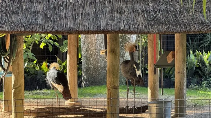 A Big Suprise Aboard the Kilimanjaro Safari