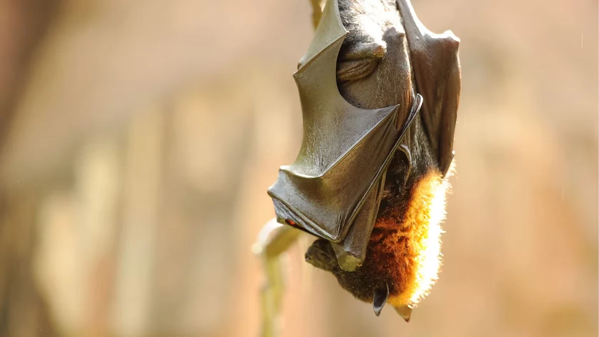 Flying Foxes in Animal Kingdom