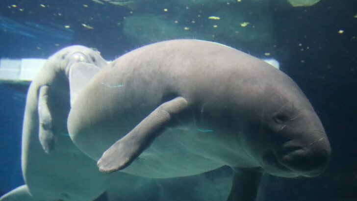 Disney Shares News About New Plan for Manatees Exhibit