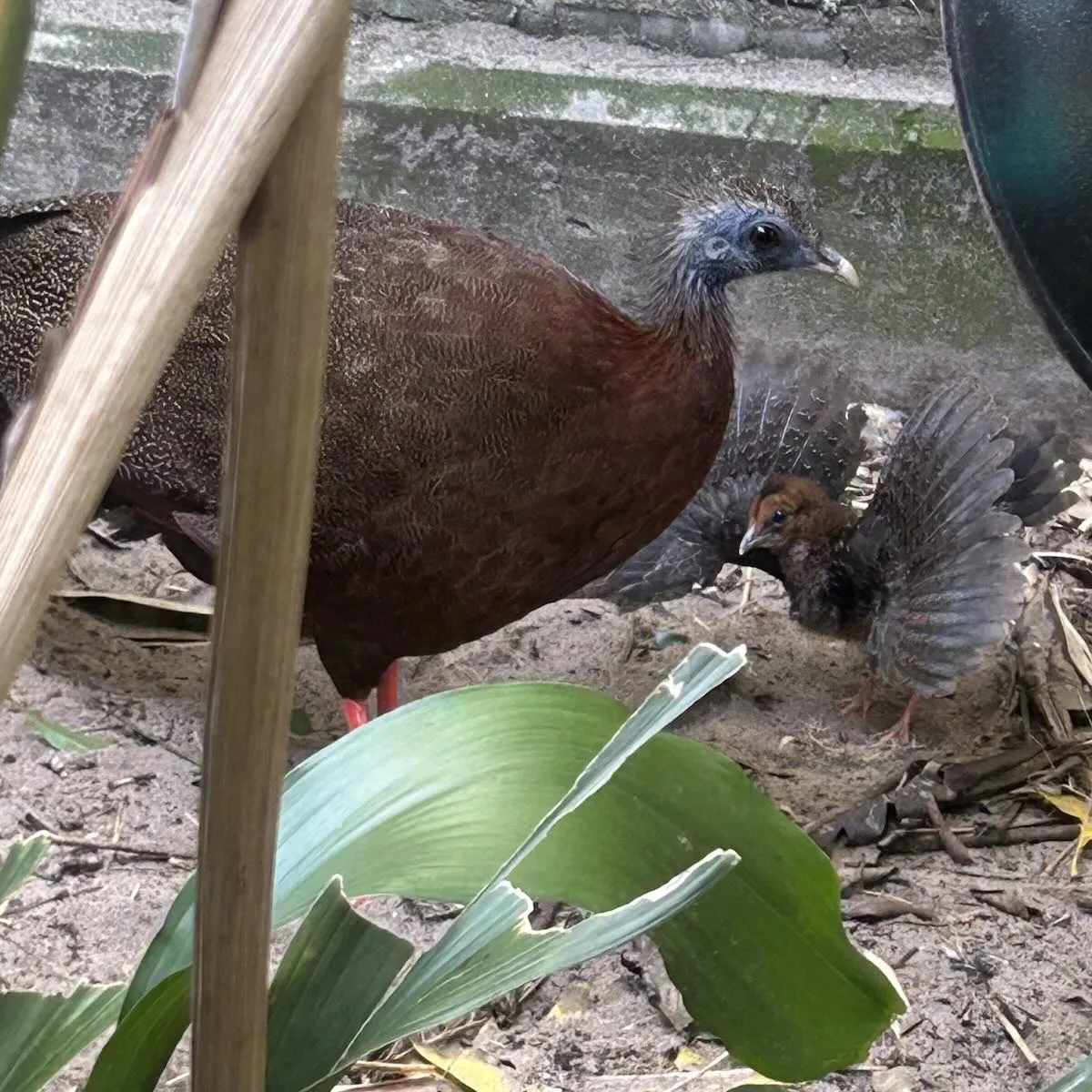 Malayan great argus pheasant chicks 3