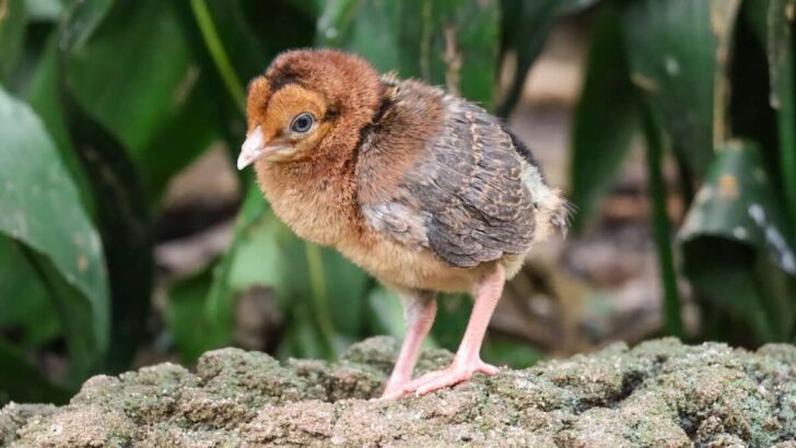 More Baby Animals Have Arrived at Disney World