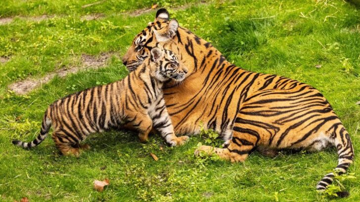 Watch Disney's New Tiger Cub Go for a Swim