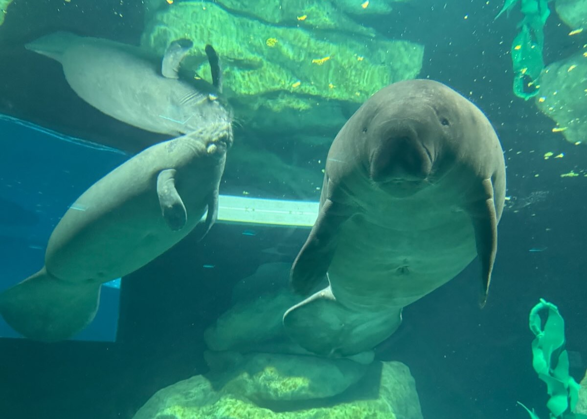 manatees at epcot